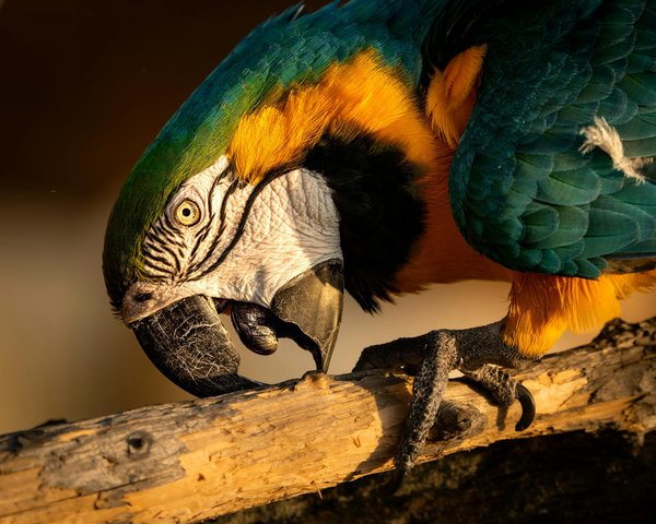 Doit-on adopter un chat ou un chien ?