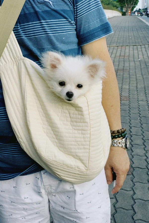 Sac ventral pour chien : le compagnon idéal pour vos voyages